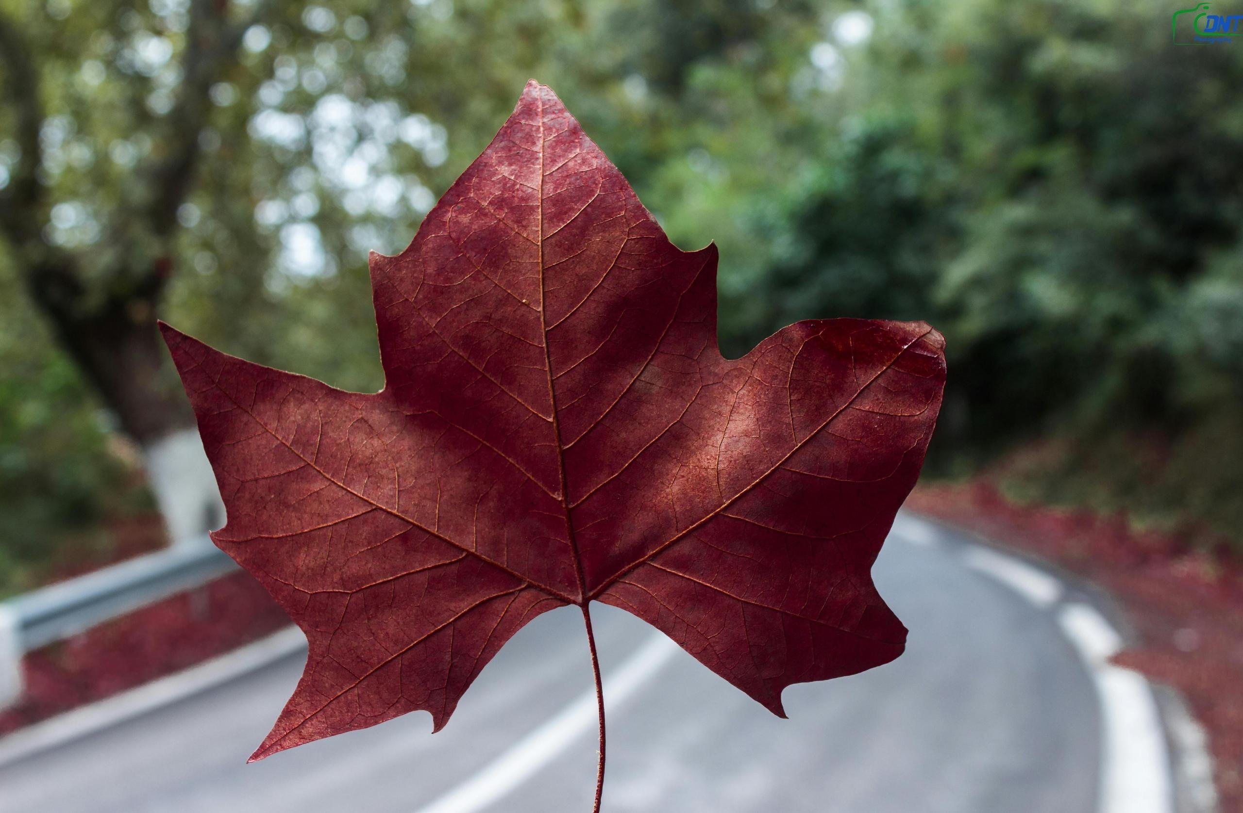 Exploring The Symbolism Of The Maple Leaf: What Does A Maple Leaf Symbolize