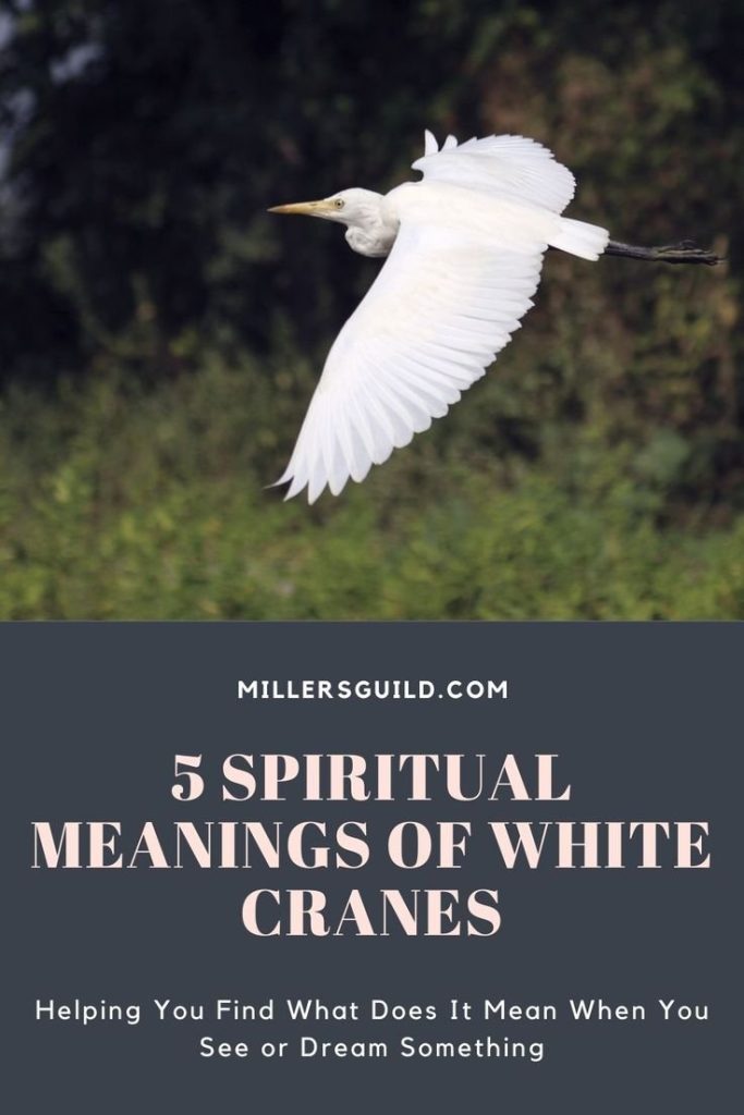 Decoding The Significance Of Seeing A Crane In Your Life