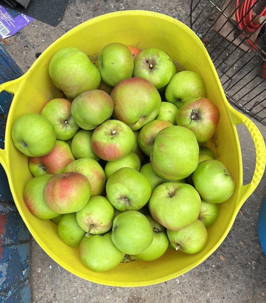 Creative Ways To Use Freshly Picked Apples From Tree