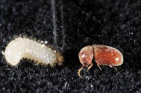 Cigarette Beetle – Expert Services for Detection, Prevention, and Elimination